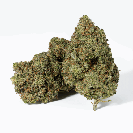 Champagne Pink (AAAA)